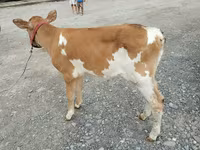 Vaca, Vaca roja sin cuernos — foto 2
