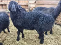 Ram, Baerchuke sheep — photo 8
