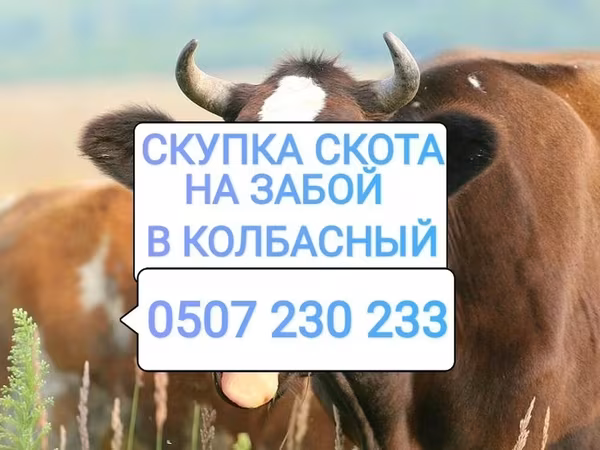 Бык, Коровы — Кыргызстан