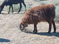 मेढ़ा, Edilbay sheep — फ़ोटो 3