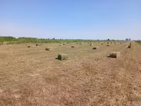 Продаётся тюки плотные с поля 250 — Foto 2