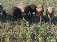 Oveja, Ovejas — foto 1