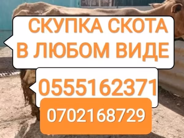Бык, Коровы