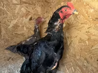 Chickens — Foto 1