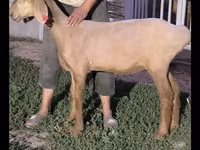 Schaf, Arashan sheep — Foto 5