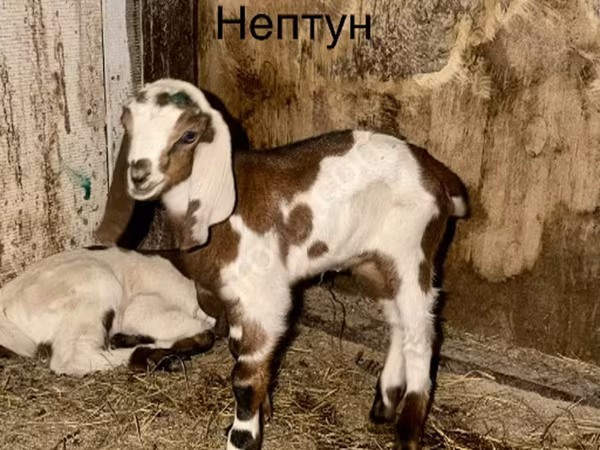Козёл, Камори коза