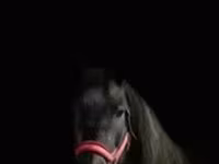 Stute, Percheron — Foto 4