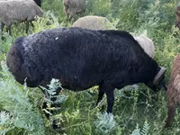 Ziegenbock, Ziegen — Foto 4