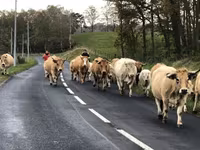 Kuh, Aubrac cattle — Foto 4