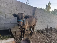 Toro, Ganado vacuno — foto 8