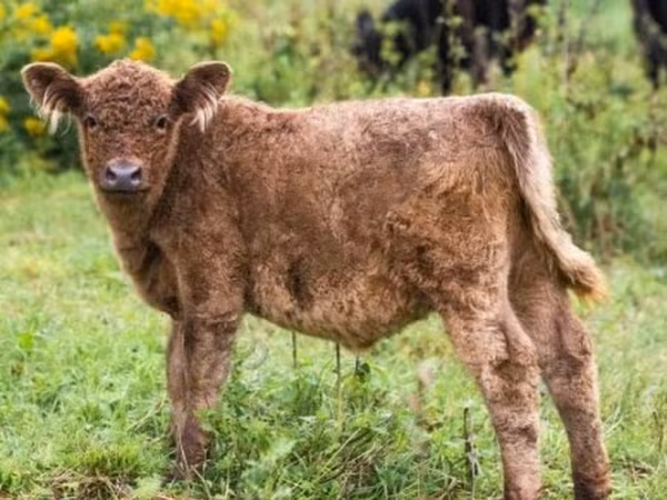Vaca, Vaca Galloway