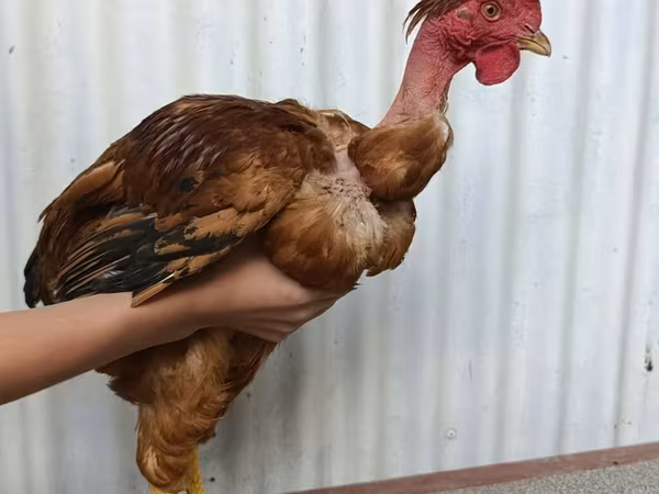 Куры — Кыргызстан