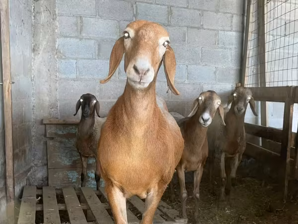 Schaf, Arashan sheep — Kirgisistan