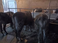 Kuh, Swiss cattle — Foto 6
