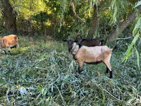 公山羊, Goats — 照片 2