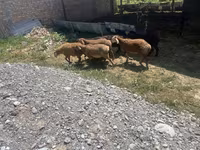 मेढ़ा, भेड़ — फ़ोटो 2