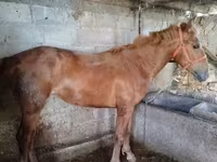فرس, Swedish warmblood horse — الصورة 2