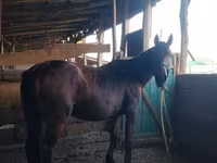 Yegua, Caballos — foto 2