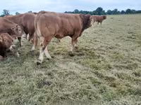 Bulle, Limousin-Kuh — Foto 5