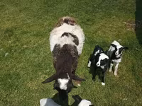 भेड़, Kuibyshev sheep — फ़ोटो 7