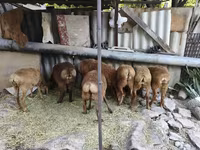 Schaf, Schafe — Foto 4