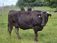 Kuh, Wagyu — Foto 1