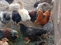 Chickens — Foto 5
