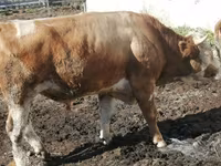 بقرة, Simmental cattle — الصورة 3