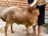 Widder, Arashan sheep — Foto 2