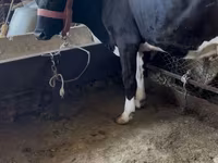 Vaca, Swiss cattle — foto 4