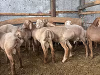 मेढ़ा, Arashan sheep — फ़ोटो 1