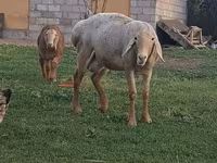 Widder, Arashan sheep — Foto 2
