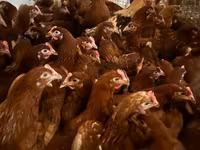Chickens — الصورة 7
