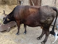 Vaca, Ganado vacuno — foto 1