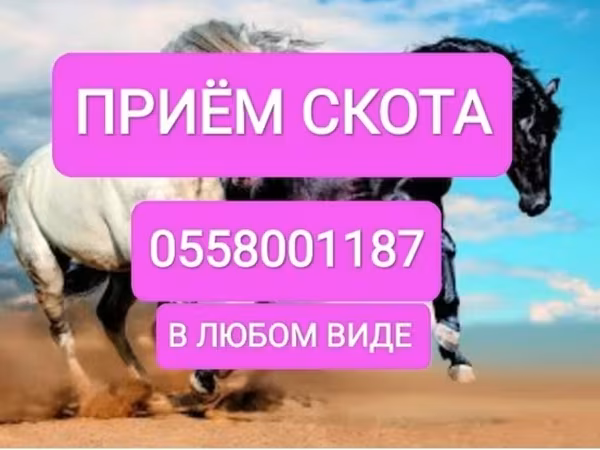 Бык, Коровы — Кыргызстан