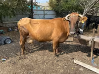母牛, Cattle — 照片 3