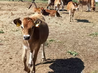 Toro, Raza Jersey — foto 1