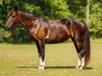Mare, American paint horse — photo 2