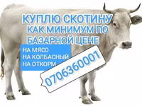 Бык, Коровы — фото 4