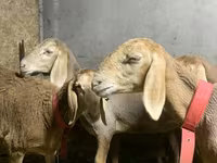 Schaf, Arashan sheep — Foto 2