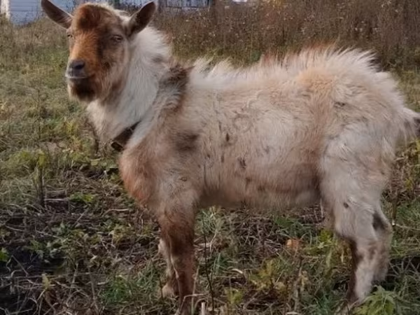 Козёл, Козлы