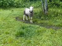 Widder, Romanov sheep — Foto 2