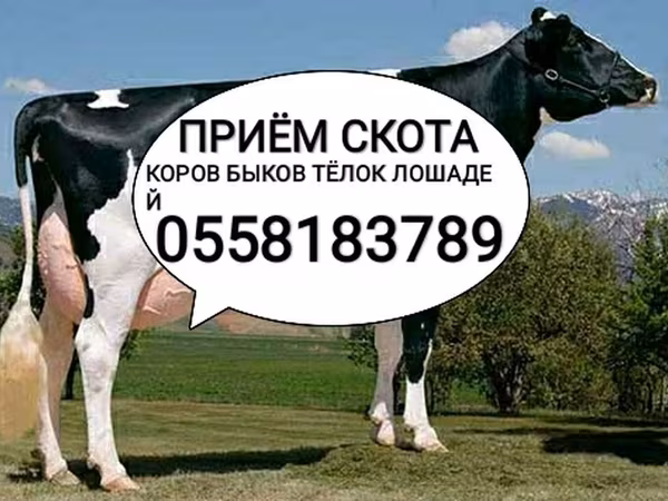 Бык, Голштинская порода — Кыргызстан