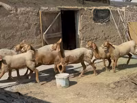 Schaf, Arashan sheep — Foto 5