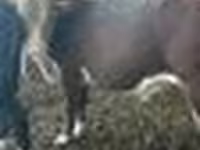 Bulle, Simmental cattle — Foto 8