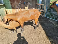 Billy Goat, Goats — photo 1
