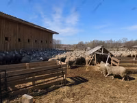 كبش, Kazakh fat-tailed coarsewool sheep — الصورة 5