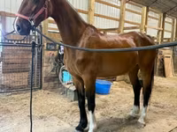 Yegua, Dutch warmblood horse — foto 4