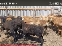 Widder, Kazakh fat-tailed coarsewool sheep — Foto 4