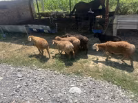 मेढ़ा, भेड़ — फ़ोटो 3